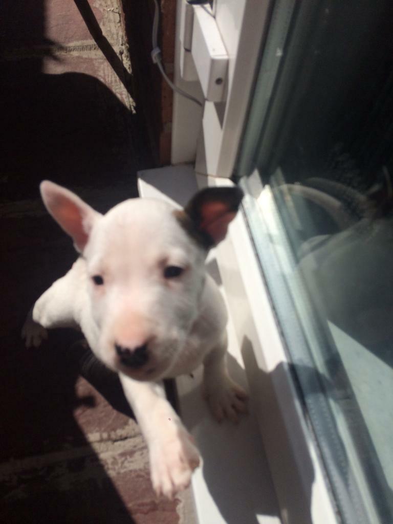 bull terrier gumtree